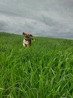 Pies rasy beagle dorosły piesek