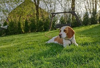 Młoda suczka rasy beagle maści bicolor