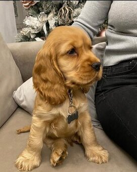 Uroczy szczeniak rasy cocker spaniel amerykański do adopcji