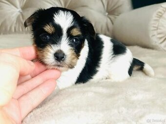 York Biewer - cudna suczka po sprawdzonych przodkach.