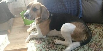 Beagle szuka partnerki