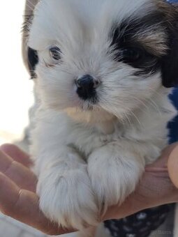 Suczka mieszanka pekińczyk shih-tzu