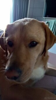 Oddam psa w typie labrador