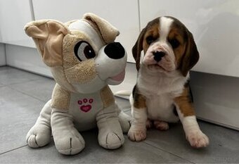 Beagle szczeniak