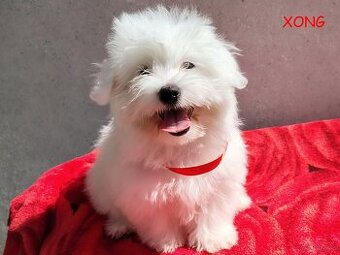 SUCZKA biała Coton De Tulear szczenię ZHPR UCI Kraków
