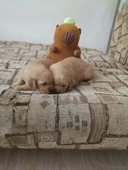 Golden Retriever szczeniaki