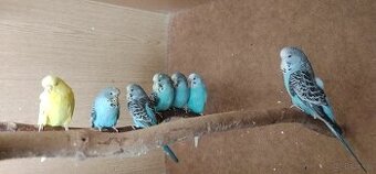 Papużki faliste standard