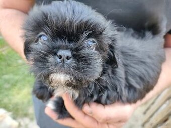 Piesek shih-tzu