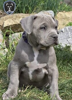 American bully XL suczka dostępna do odbioru