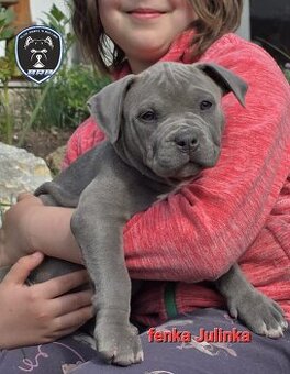 American bully XL suczka dostępna do odbioru