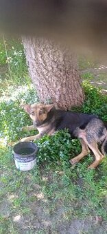 Pilnie oddam sunie w dobre ręce