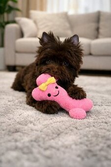 York Czekoladowa Barbi z Bajki. Dokumenty. Hodowla z Bajki.