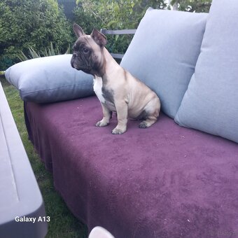 Buldog Francuski