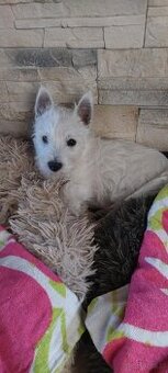 Szczeniaczek chłopiec West Highland White Terrier ZKwP FCI