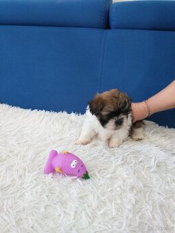 Shih tzu