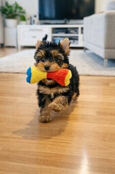 York Super Mario z Bajki. Dokumenty. Hodowla z Bajki.