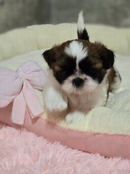 Shih tzu szczeniak z rodowodem ZKwP FCI suczka