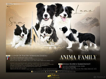 ZAPOWIEDŹ MIOTU Border Collie FCI/ZKwP