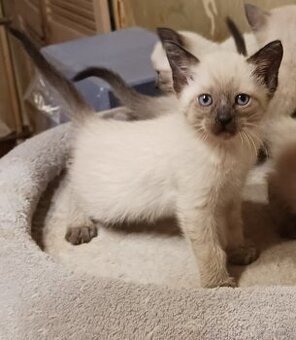 Sprzedam kocięta tonkijskie