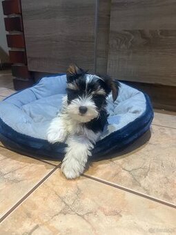 Yorkshire Terrier Biewer