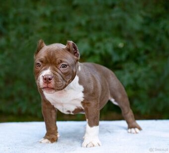American bully
