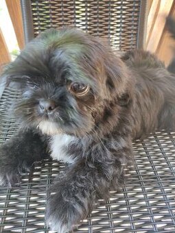 Piesek shih-tzu