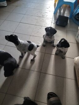 Szczeniaki wyżeł niemiecki