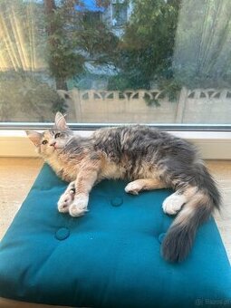 Maine Coon