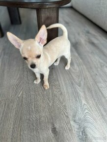 Pies Chihuahua kremowy z rodowodem
