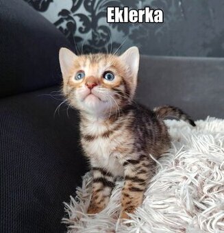 Kotka bengalskie z rodowodem
