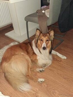 Owczarek Szkocki Collie