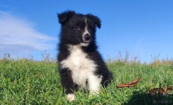 Cudny Pies GROSZEK - BORDER COLLIE z pełną dok. super rodzic