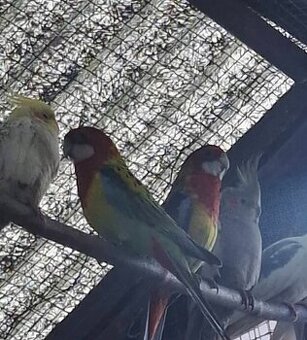 Papugi rozele krolewskie