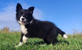 Wspaniała suczka BORDER COLLIE z pełną dok. rodzice - przeba