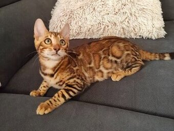 Kocurek bengalski z rodowodem