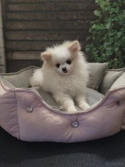 5 miesięczne suczka szpic miniaturowy -Pomeranian