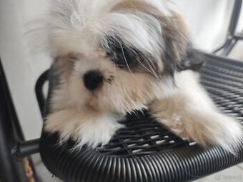 Suczka mieszanka pekińczyk shih-tzu