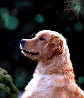 GOLDEN RETRIEVER-złote, ZKwP/FCI, typ amerykański