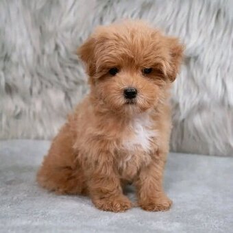 Szczenięta rasy maltipoo na sprzedaż