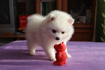Szczenięta pomeraniana na sprzedaż