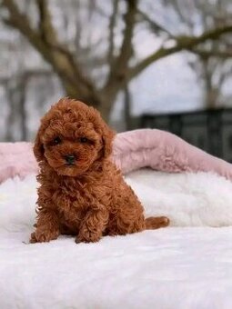 Szczenięta pudla na sprzedaż