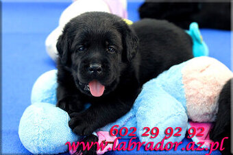 Labrador retriever czarne szczenięta