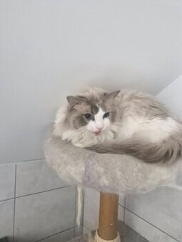 Parys Rasa Ragdoll Kot Do Adopcji