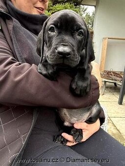 Tosa inu - wesoły szczeniak o rzadkim czarnym umaszczeniu z