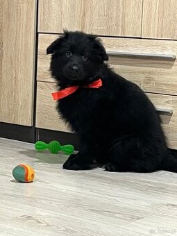 Owczarek niemiecki długowłosy czarny FCI