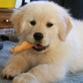 Szczeniak golden retrievera do adopcji