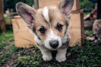 Kto pokocha szczenię Welsh Corgi?