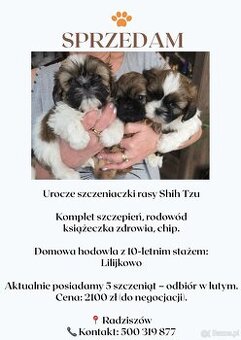 Sprzedam śliczne szczeniaczki rasy shih tzu