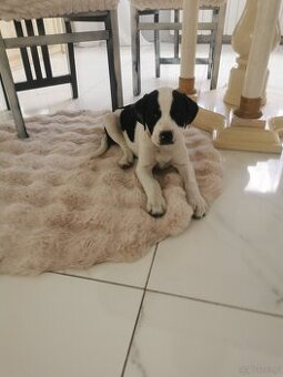 Suczka i piesek amstaff