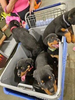 Szczenięta rottweilera do adopcji